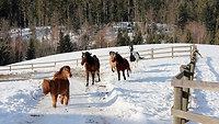 Pferde- und Ponyreiten in Neureichenau