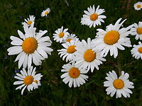 Wellness-Schnuppertage