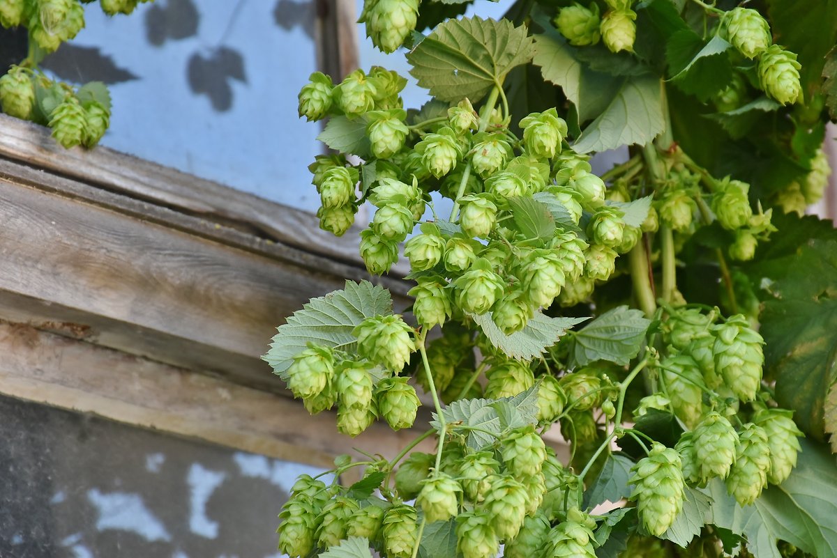 Adam´s Bierbrauertage