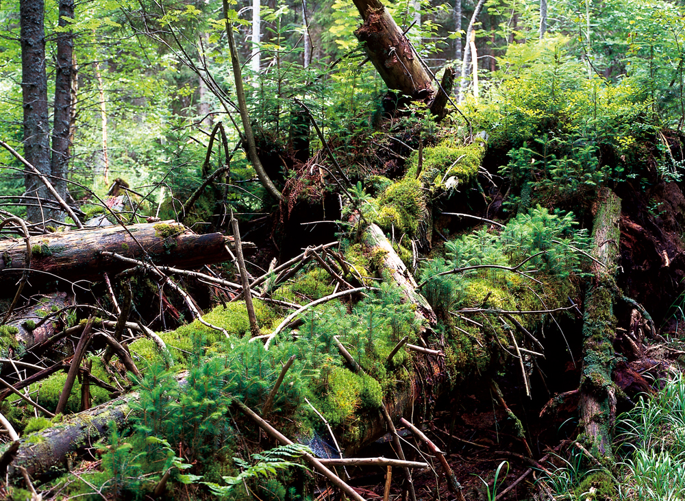 WALDBADEN im Nationalpark Bayer.Wald