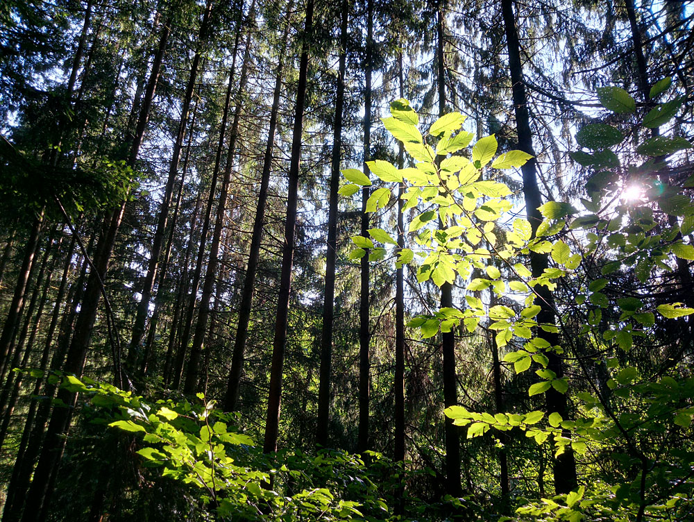 Waldbaden